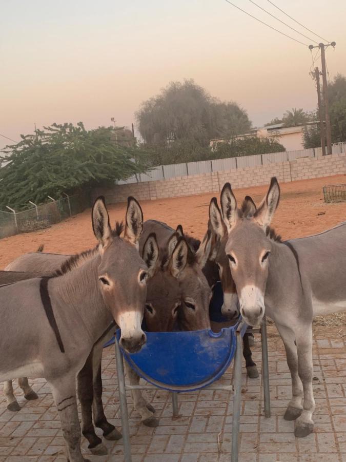 Rak Glamping Hotel Ras al-Khaimah Esterno foto